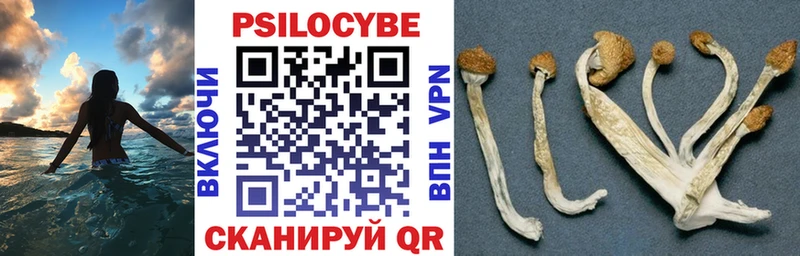 цена   Курлово  Псилоцибиновые грибы мицелий 